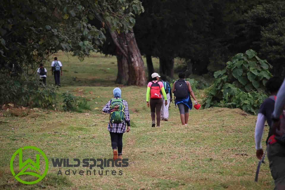 Njigari Forest Forest Bathing Trek